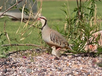 Keklik Yavrusu Türleri ve Özellikleri Keklik Yavrusu Türleri ve Özellikleri