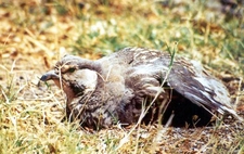 Ur Keklik Türleri ve Özellikleri Ur Keklik Türleri ve Özellikleri