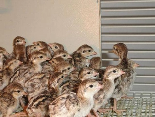 Keklik Civcivi Türleri ve Özellikleri Keklik Civcivi Türleri ve Özellikleri